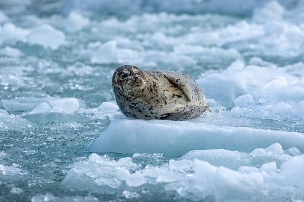 Alaska-South Sawyer Harbor Seal resting on icebergs calved from South Sawyer Glacier in Tracy Arm